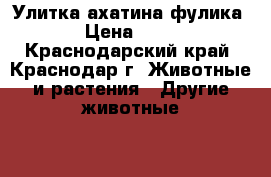 Улитка ахатина фулика › Цена ­ 10 - Краснодарский край, Краснодар г. Животные и растения » Другие животные   . Краснодарский край,Краснодар г.